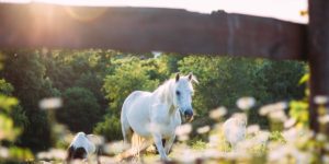 horseback riding in hocking hills